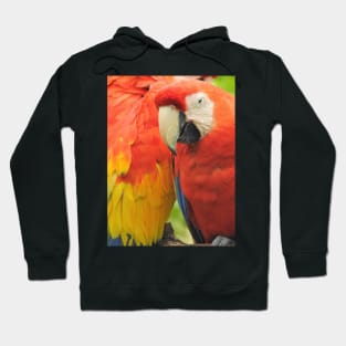 Bird lovers Hoodie